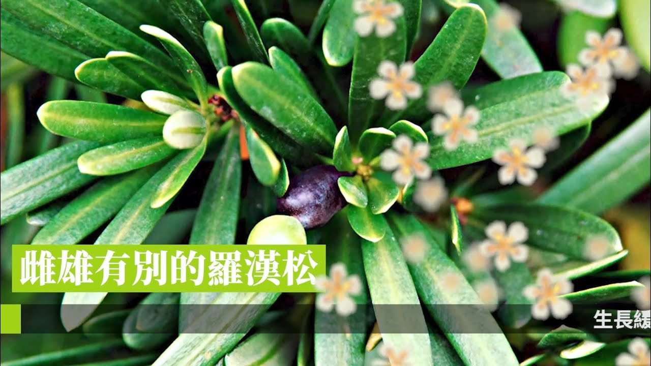 【CYBER TKU專題】花現靚校園〈羅漢松〉｜淡江大學