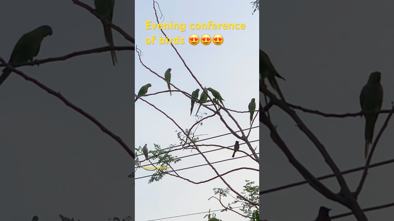 Evening meeting about monsoon session # do you understand the language of birds?#shorts ￼