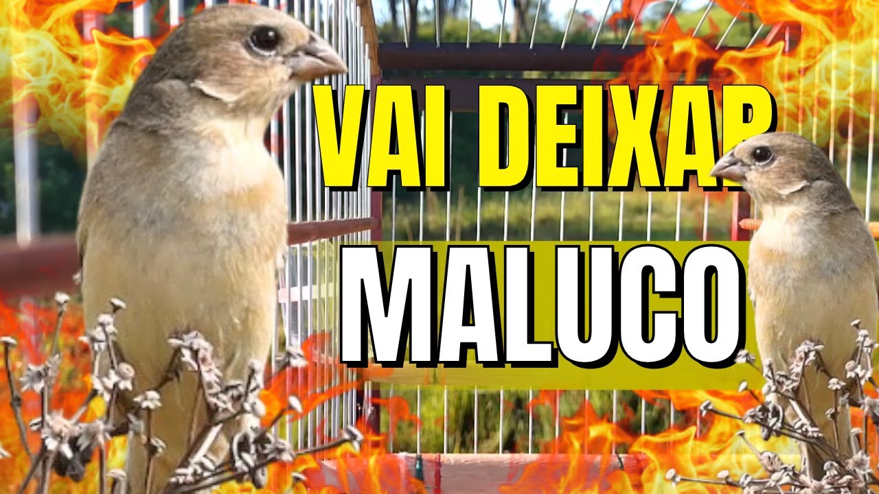 FÊMEA DE COLEIRO FOGOSA PIANDO E CHAMANDO MUITO ESQUENTE SEU COLEIRO FRIO