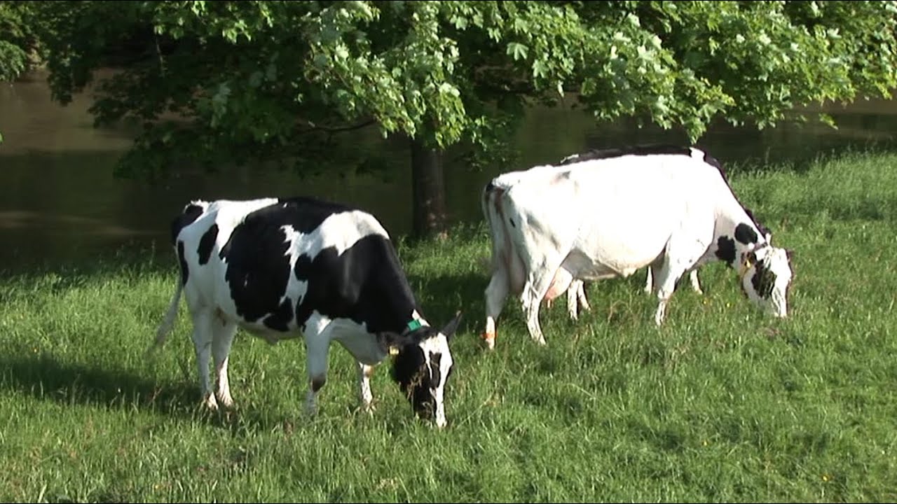 Vom Kalb zur Kuh