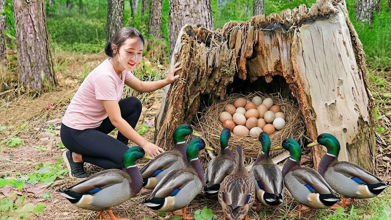 Catching Many Wild Muscovy Ducks In The Forest And Building A Farm — Survival Cooking In The Wild