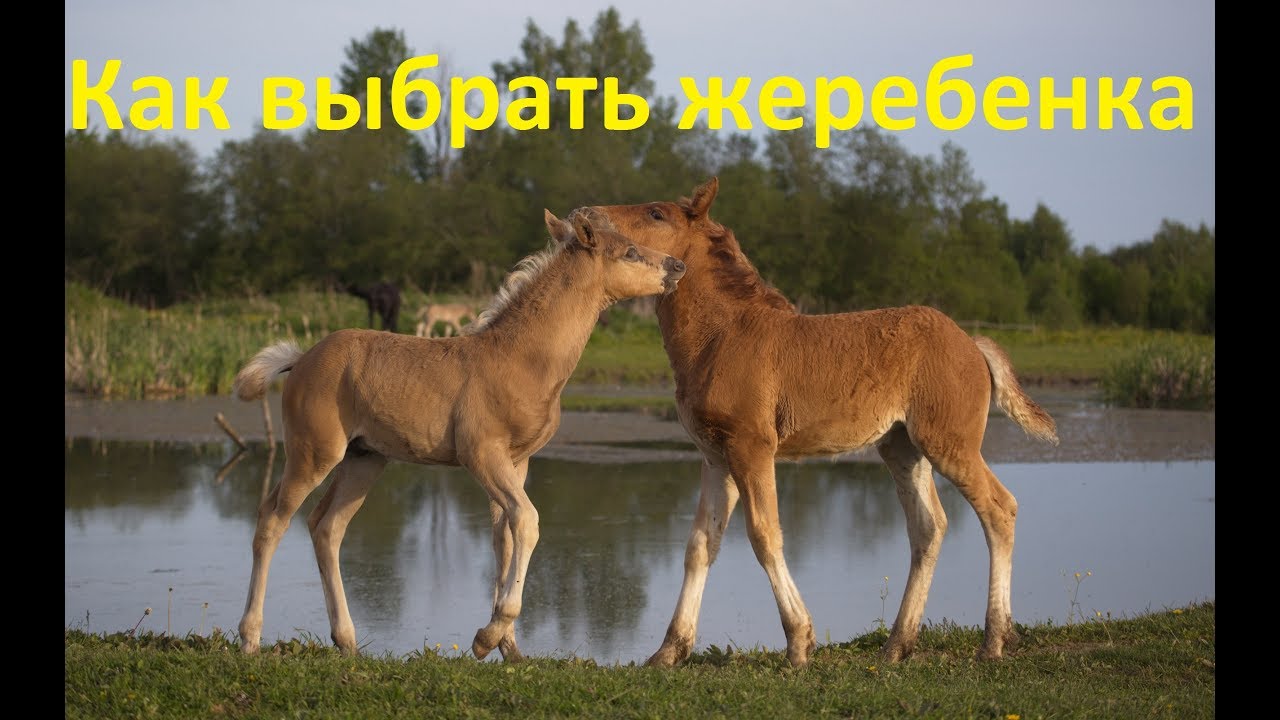 На что смотреть при покупке жеребёнка