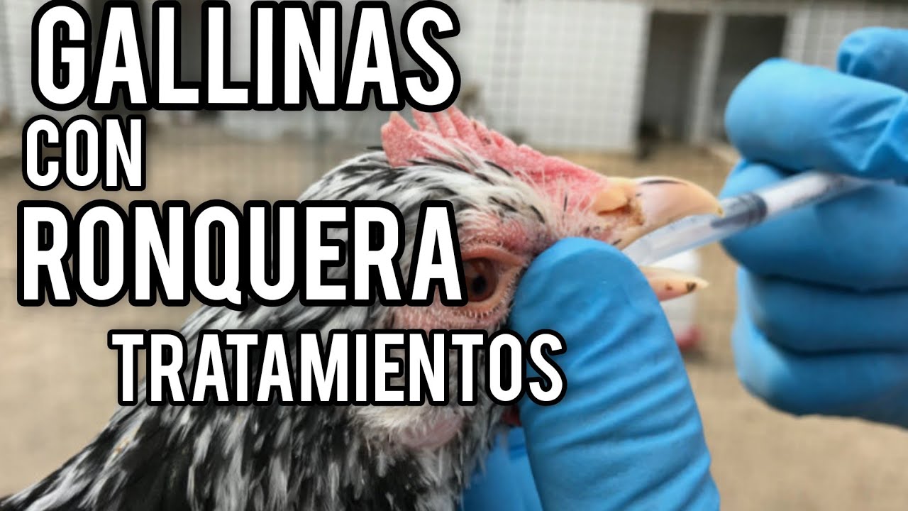 ELIMINE LA RONQUERA EN GALLOS/GALLINAS CON ESTOS REMEDIOS CASEROS