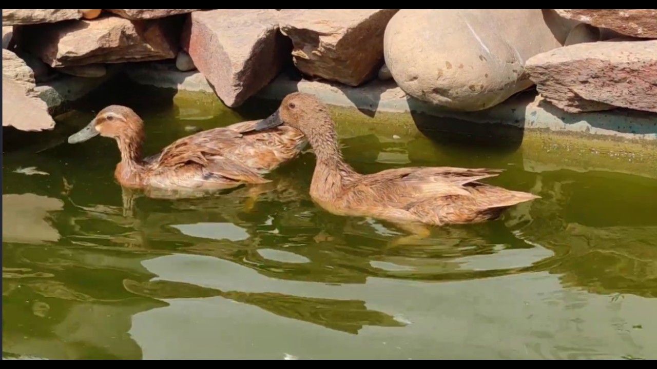 Khaki Campbell Duck 🦆 Having a Splashing Good Time in Water! 💦”