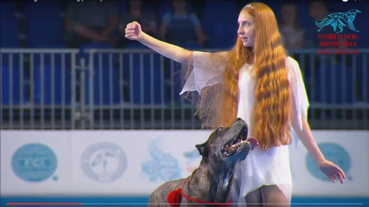 CANE CORSO FREESTYLE MOSCOW 2016 !!