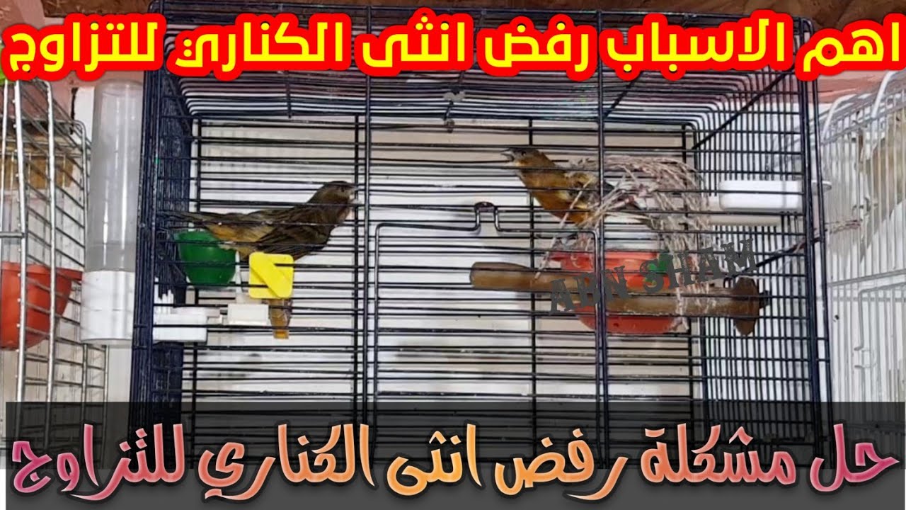 عل المباشر هذه الاسباب رفض انثى الكناري التزاوج مع الذكر شاهدو الحل النهائي صوت وصورة