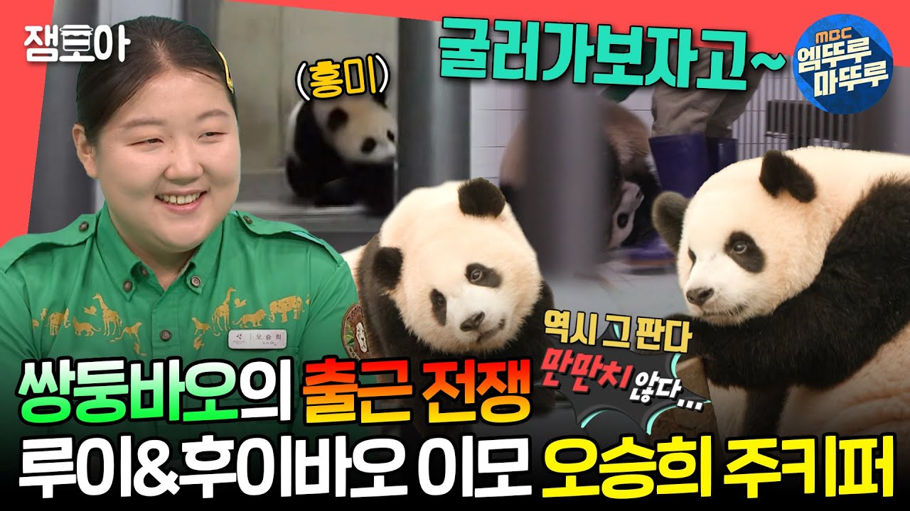 [#전참시] 앞구르기로 출근하는 후이바오와 흥미롭게 관전하는 루이바오🐼🐼ㅣ#루이바오 #후이바오 #오승희 MBC240706방송