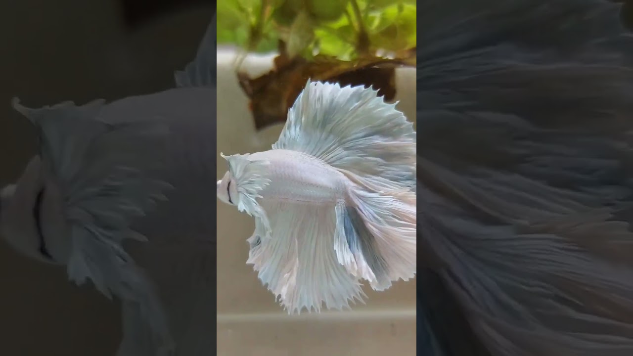 Halfmoon dumbo ear rose tail betta🤍💜
