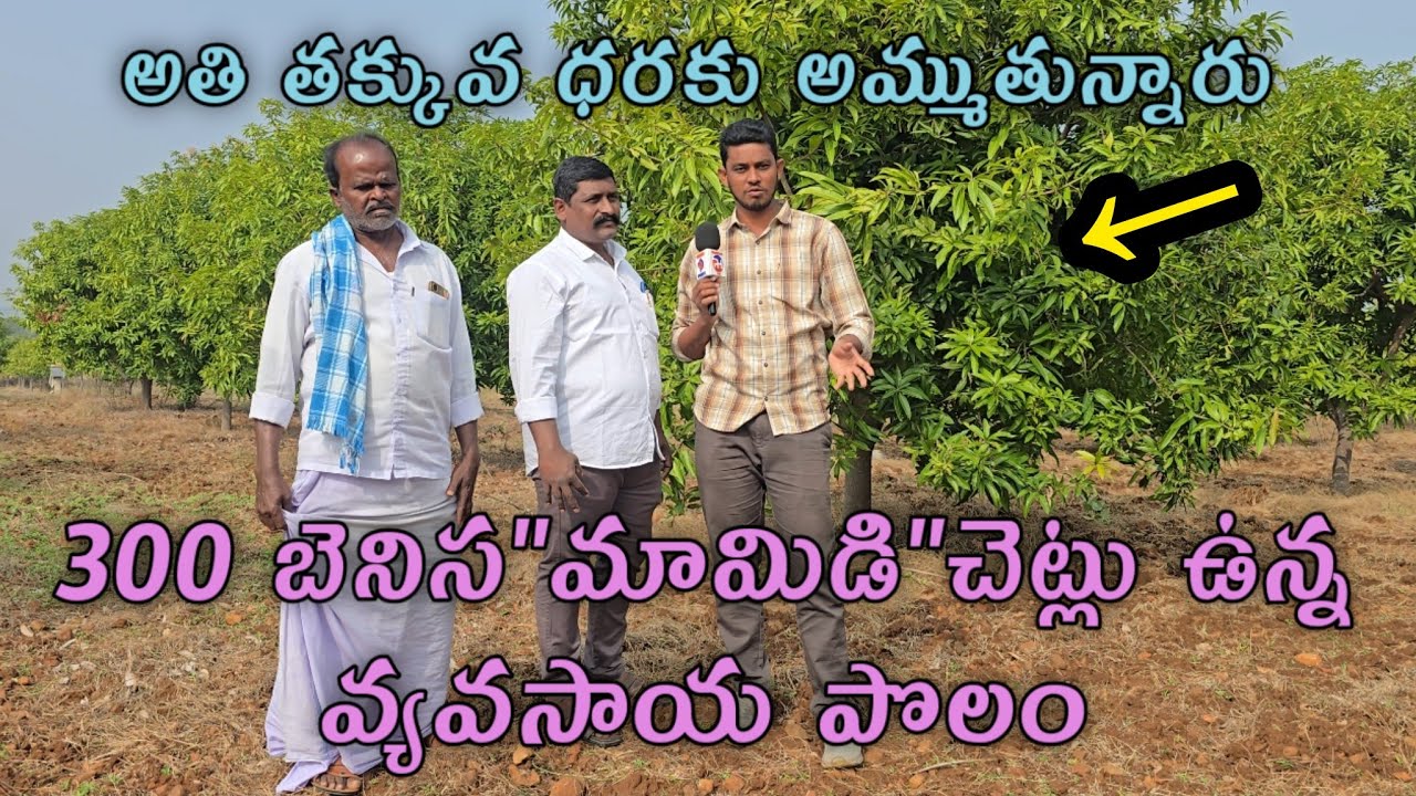 9సం"ఉన్న 300 బెనిస మావిడి చెట్ల అమ్ముతున్నారు