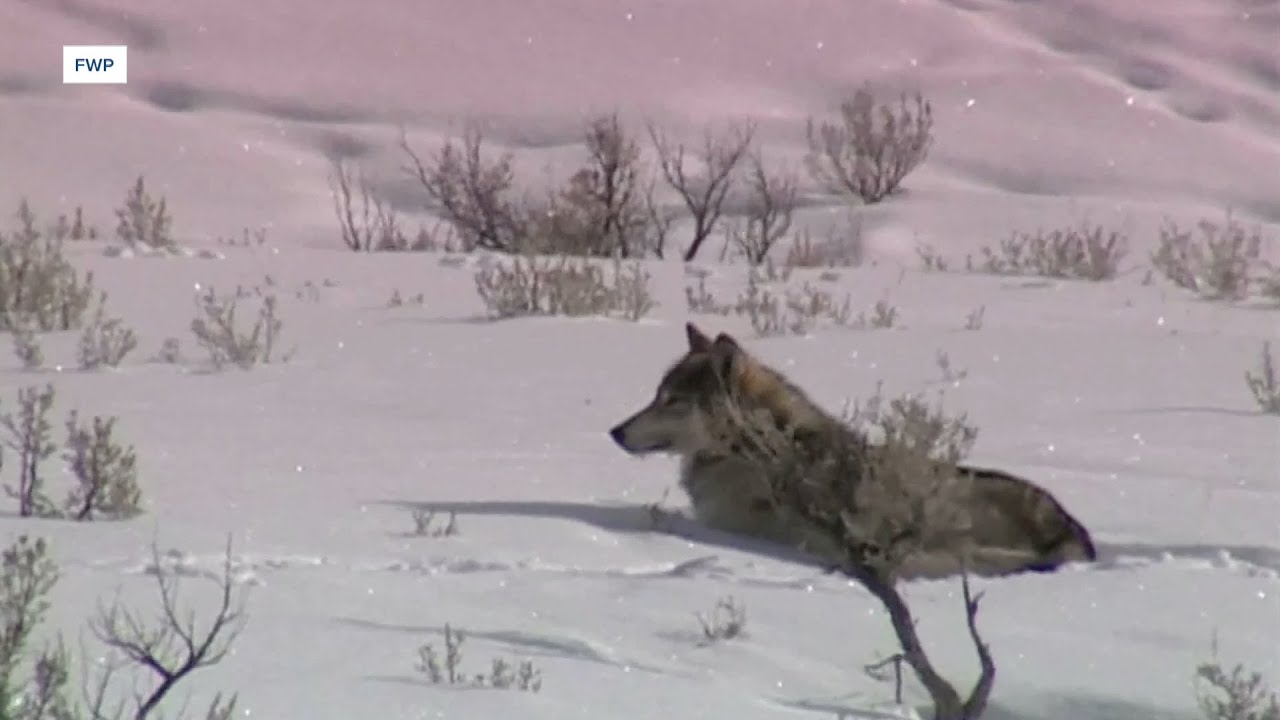 Wolves in Montana: FWP discusses how the state manages its wolf population