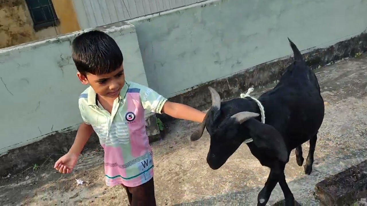 হোসাইন এর দুইটা কালু সোনা হয়েছে,।।#funny #comedy 