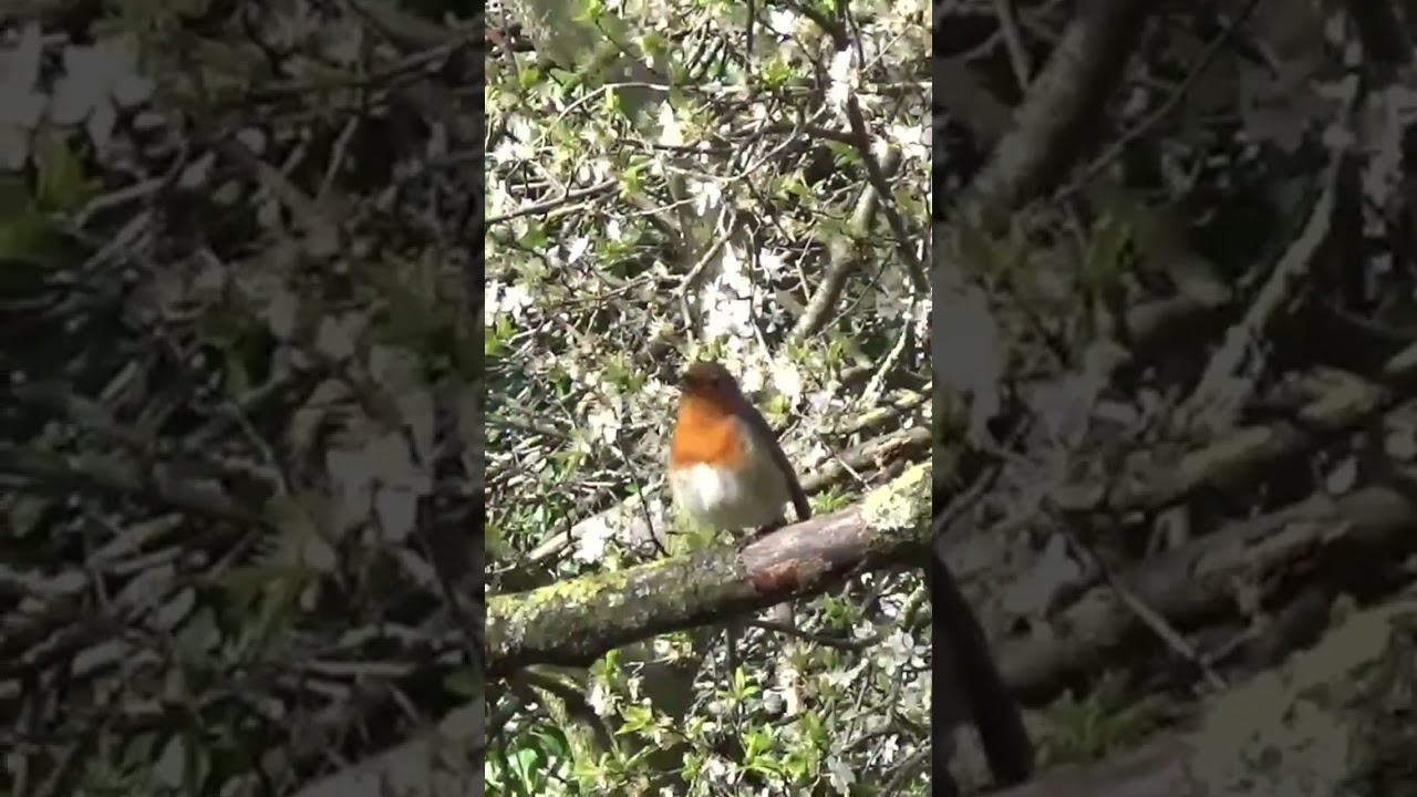 Robin UK Wildlife #birds #wildlife