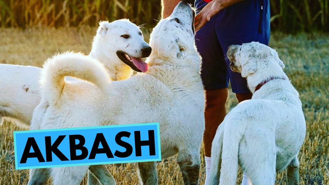 Turkish Akbaş - TOP 10 Interesting Facts - Akbash Dog Breed