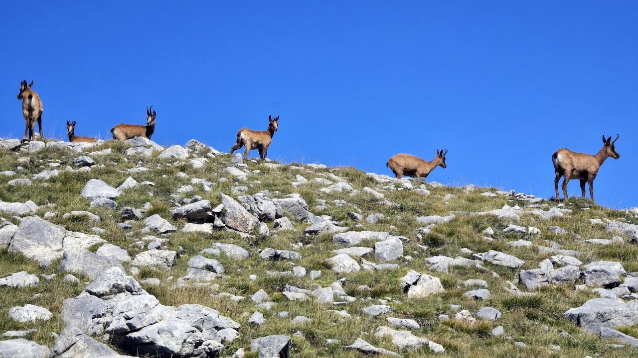 Pyrenees Espagnoles - Coma Oriola et ses Izards