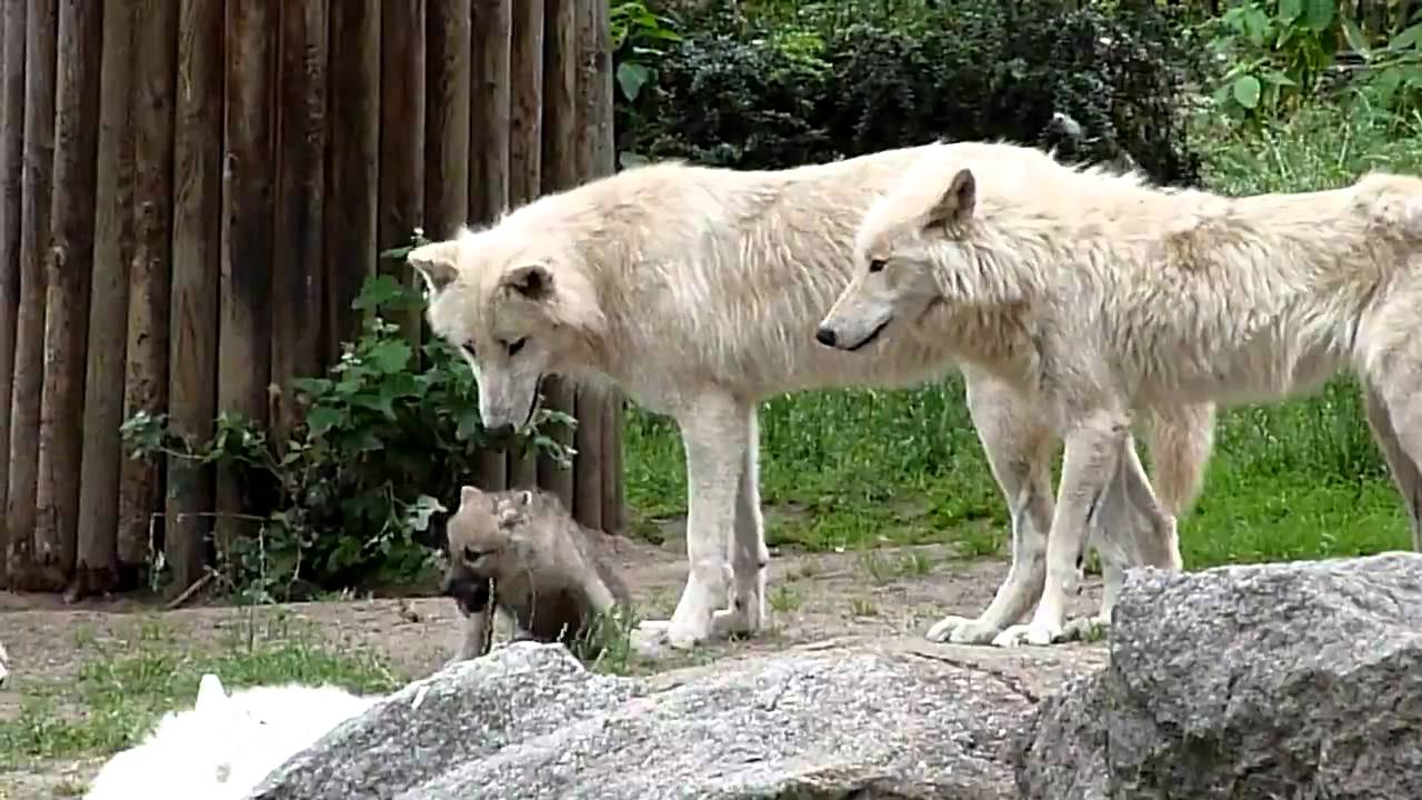 Zoo Berlin - Weiße Wölfe mit Baby Wolf