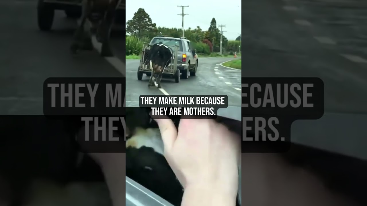 Dairy Is Scary💔🐮⁠ #shortsvideo