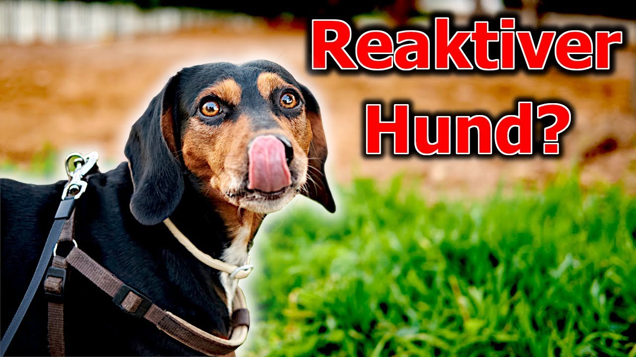 4 Basics für die richtige Erziehung - selbst wenn dein Hund GAR NICHT mehr zuhört!