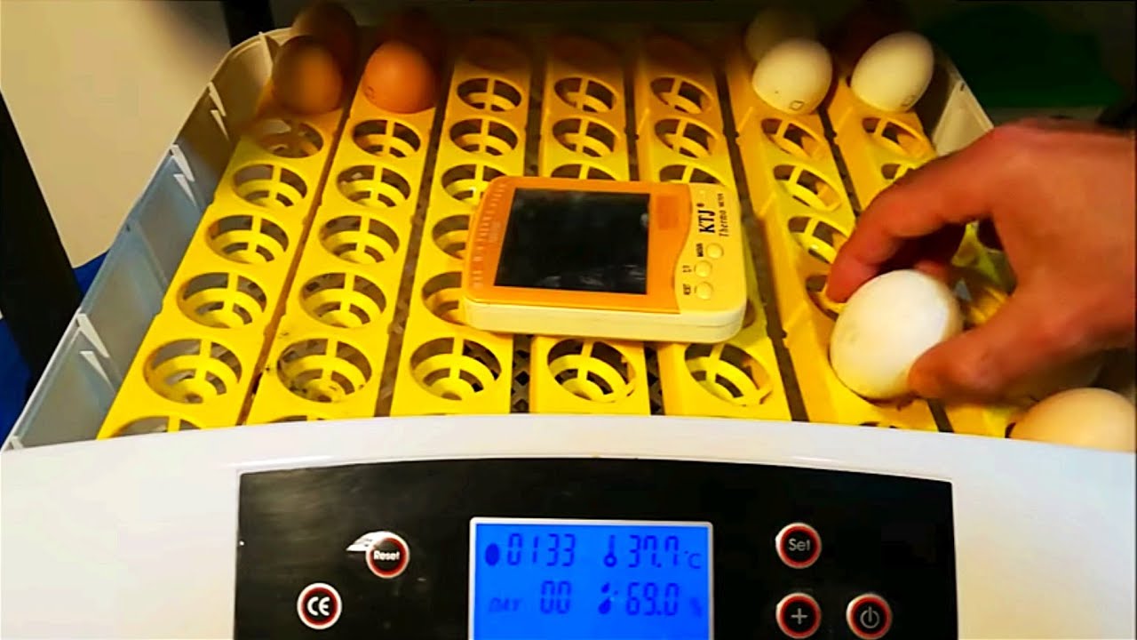 Incubación de huevos de gallina en incubadora automática 1