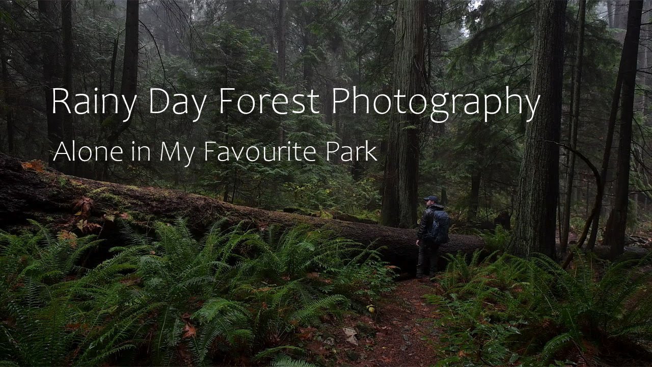 Woodland and Forest Photography on a Rainy and Foggy Day - Lighthouse Park