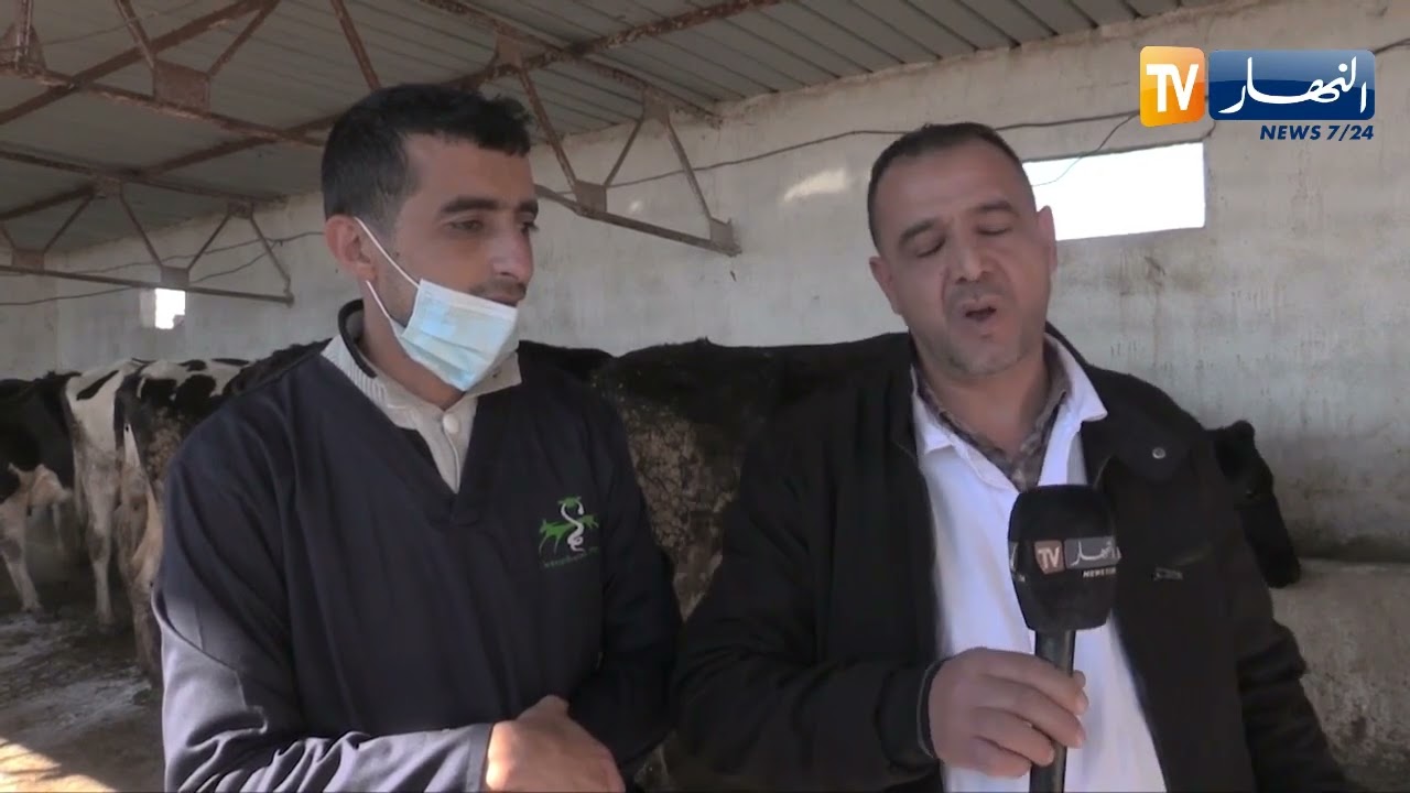 معسكر : الجفاف ..غلاء الأعلاف ونقص الدعم .. مشاكل تنعكس سلبا على إنتاج مادة الحليب