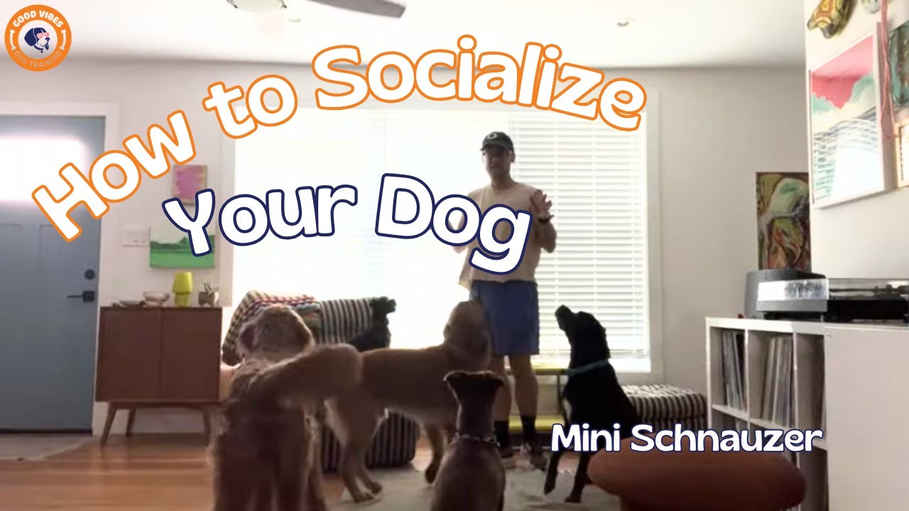 How to Socialize Your Dog