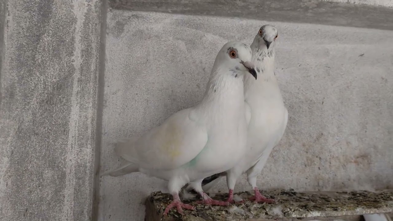 Turnament pigeon 