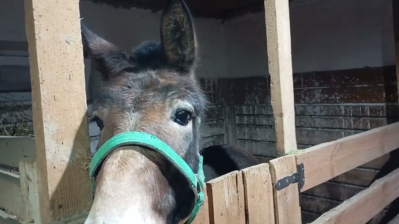 Шафран и Ясный перевозят зерно.