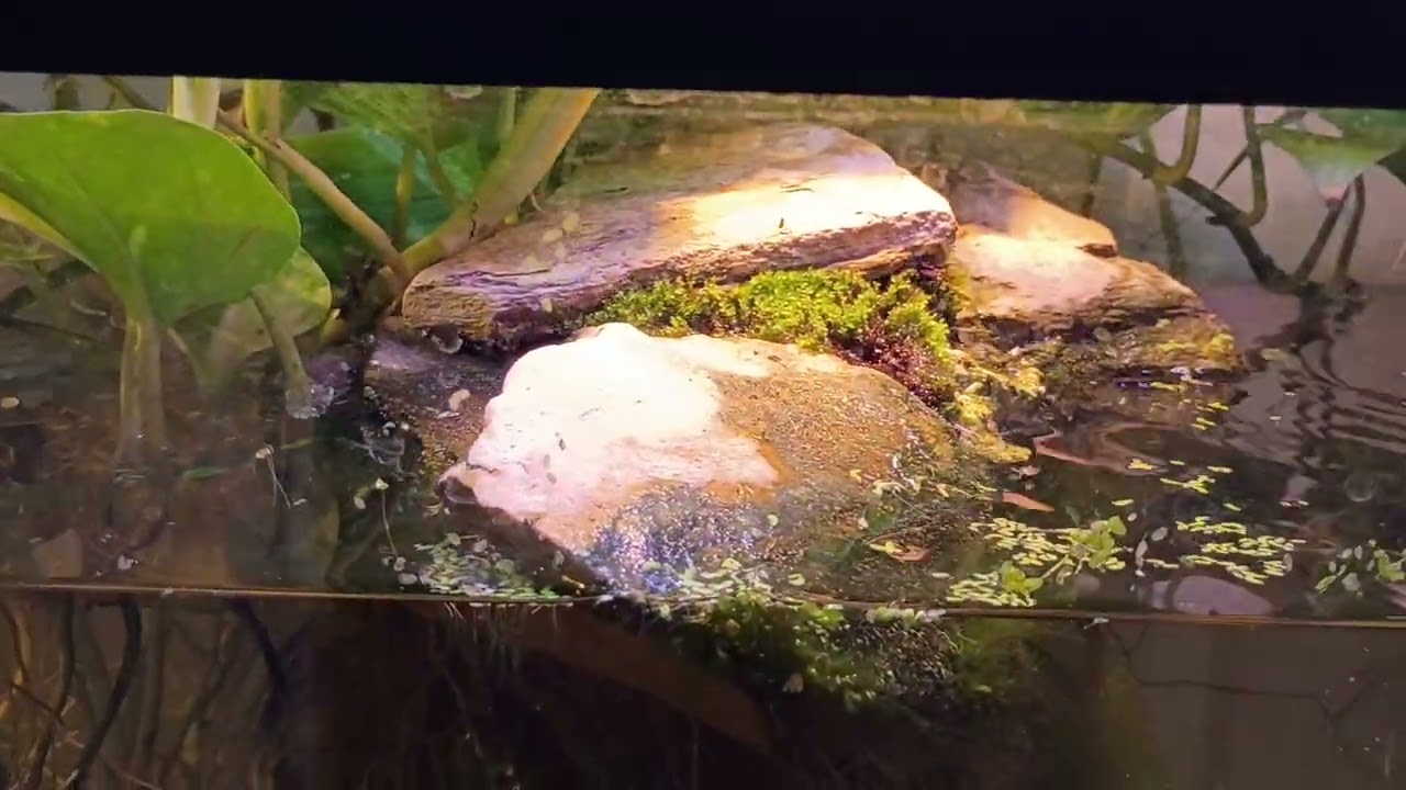 New light for my saltwater aquarium.