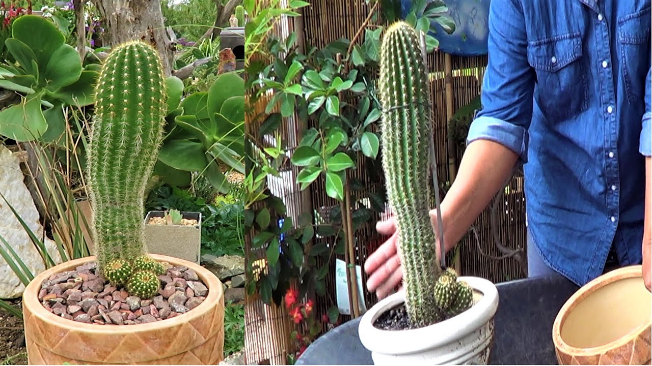 HOW TO REPOT Tall & Spiky CACTUS