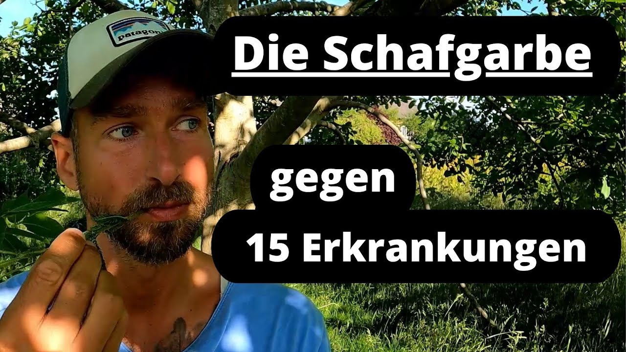 Die Schafgarbe gegen 15  Erkrankungen - die Alleskönnerin