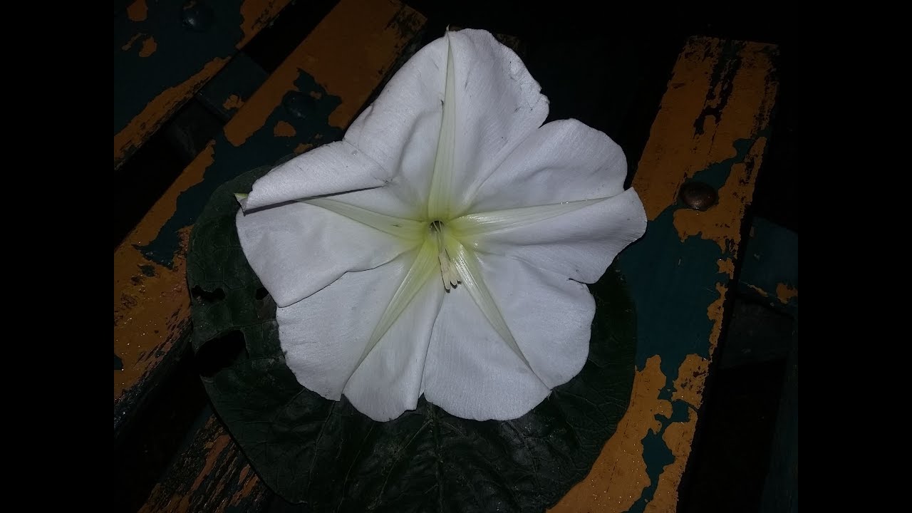 Cómo germinar semillas de Ipomoea alba / Reina de la noche / Dama de noche / Flor de luna