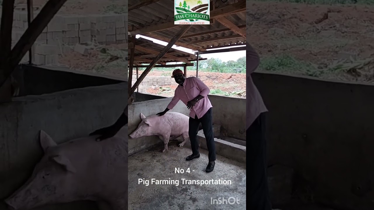 Opportunities in Pig Farming Business in Nigeria