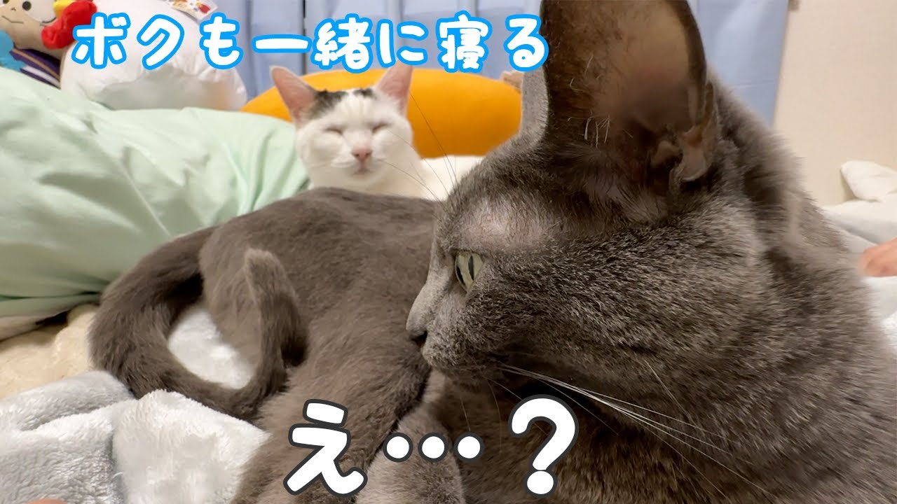 寝る時間もハムちゃんにベッタリなチロさん
