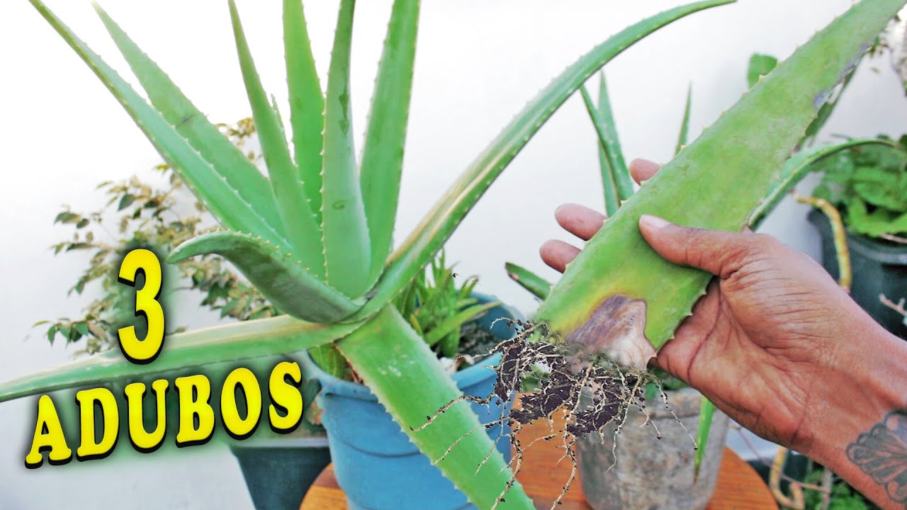 3 ADUBOS MILAGROSOS PARA BABOSA (Adubos Caseiros)