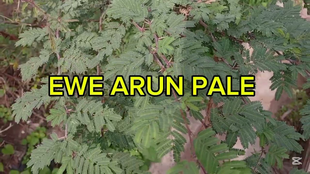 IWULO EWE