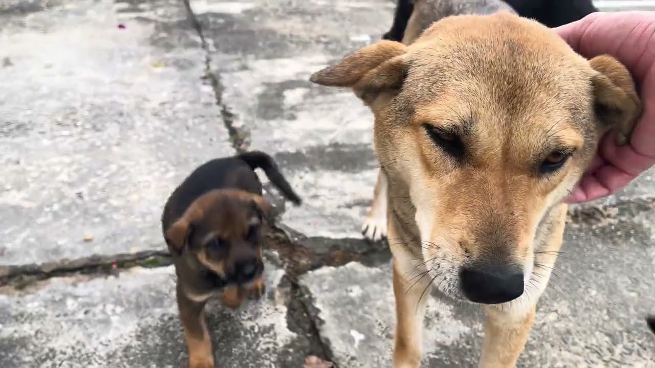 Another Adorable Dog Is Expecting Puppies 🐶❤️