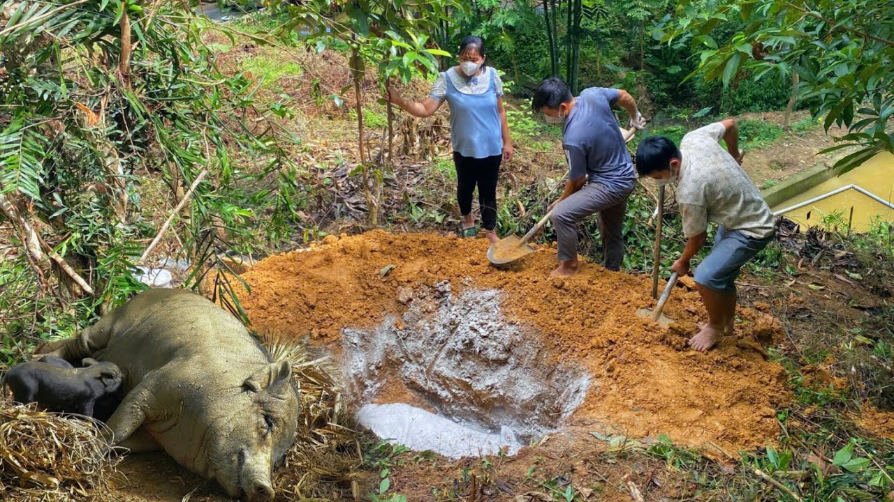 DAU & TU and PHIN buried the pigs with their own hands in sadness and despair