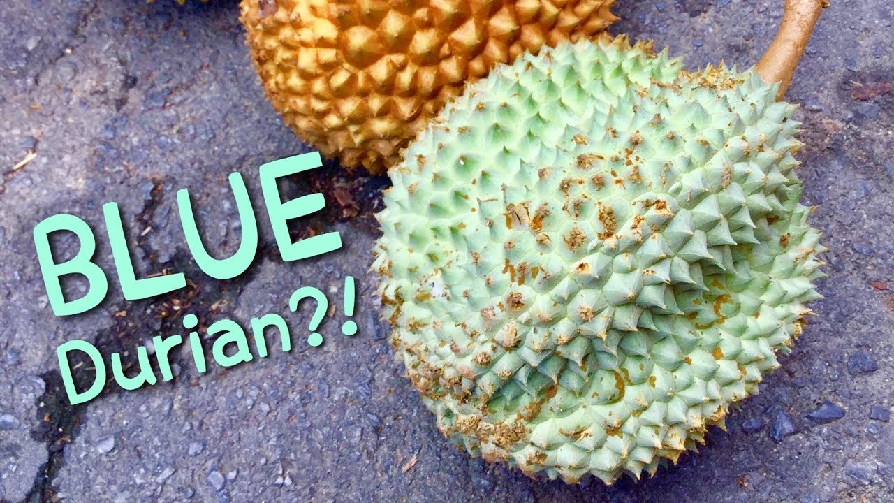 Have you ever seen a  BLUE DURIAN?!