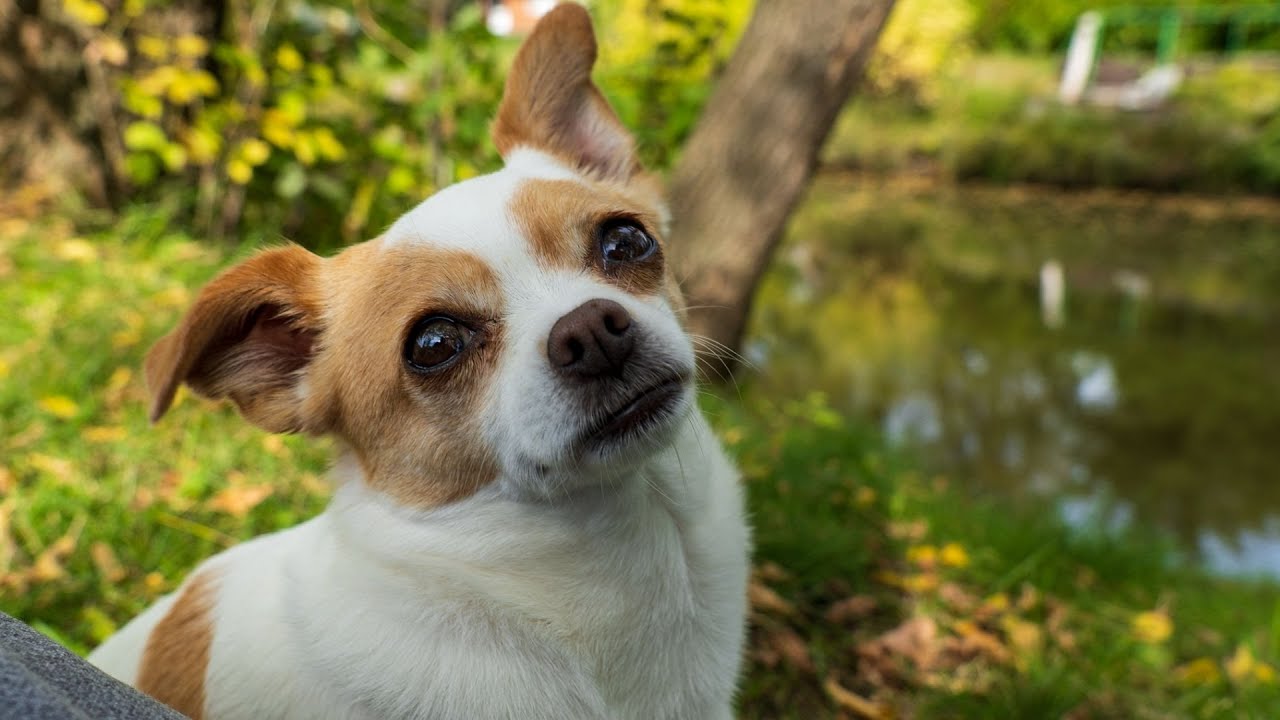 Do You... Wanna Go... For a Walk?