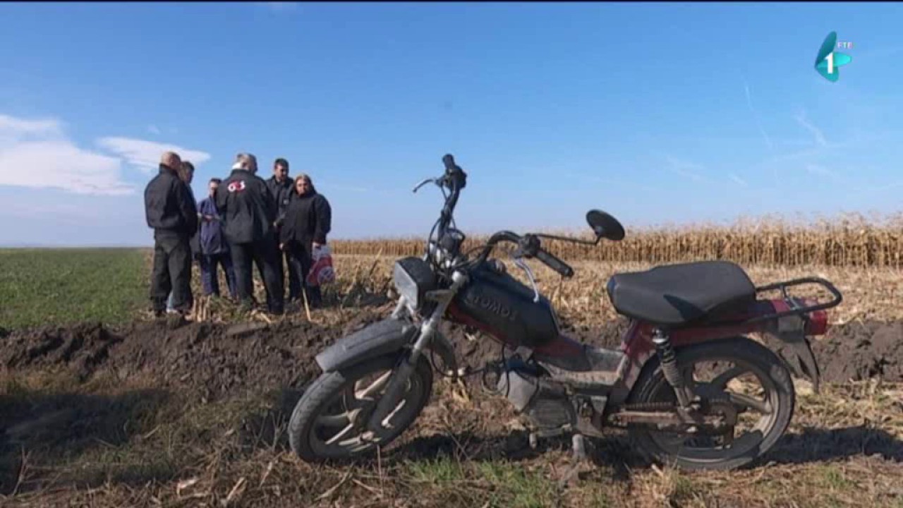 Učestale krađe letine u Bavaništu