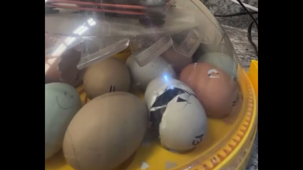 Chick Hatching