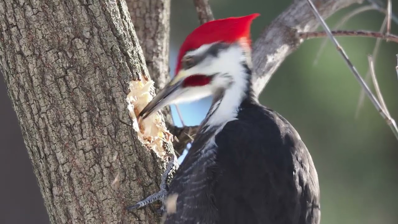 Pileated Woodpecker