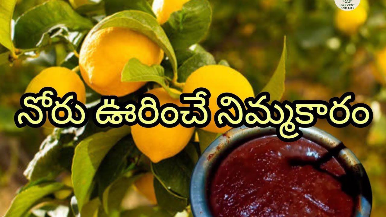 నోరు ఊరించే నిమ్మకారం మన చెట్టు కాయాలతో👌😋🍋🍋🌶️🌶️