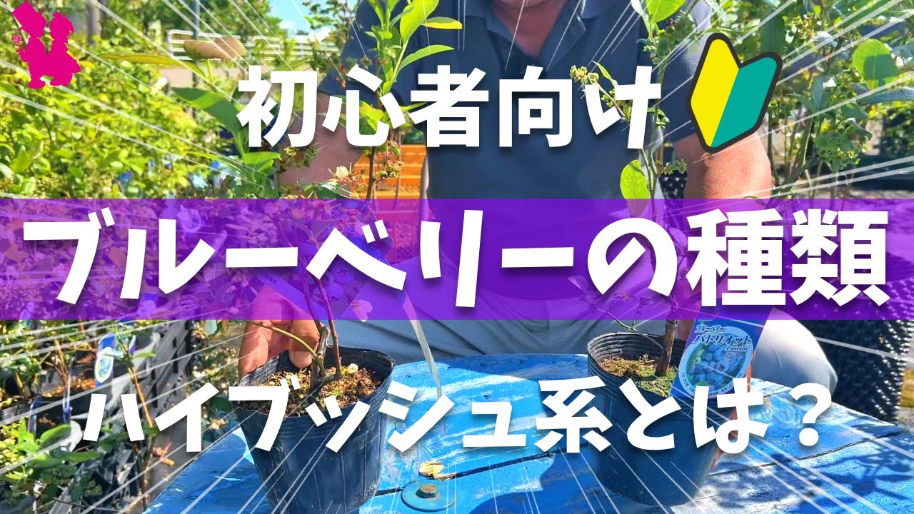 【初心者向け🔰】ブルーベリーのハイブッシュ系の管理のポイント