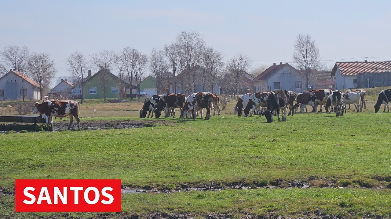 PAŠNJAK RAZDORA U NASELJENOM MESTU JAŠA TOMIĆ