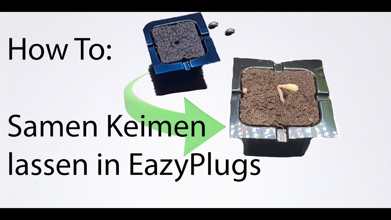 How to: Samen keimen lassen in EazyPlugs