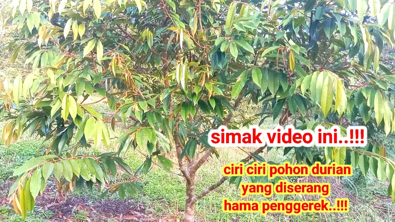 Ciri-ciri pohon durian yang diserang hama penggerek