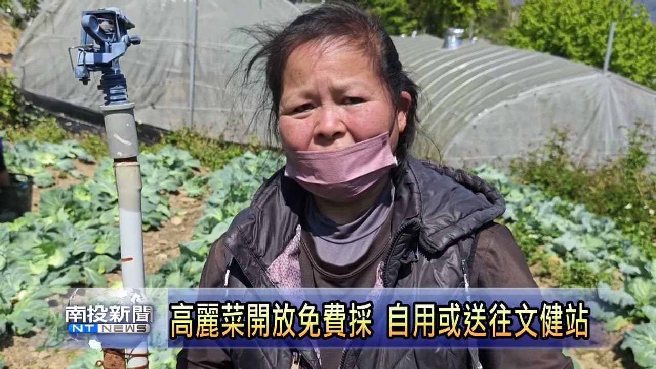 平地高麗菜盛產 農民因不敷成本棄收 南投新聞