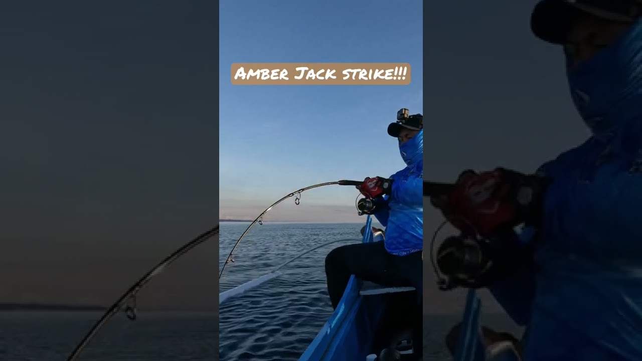 Amber Jack on Vertical Jigging