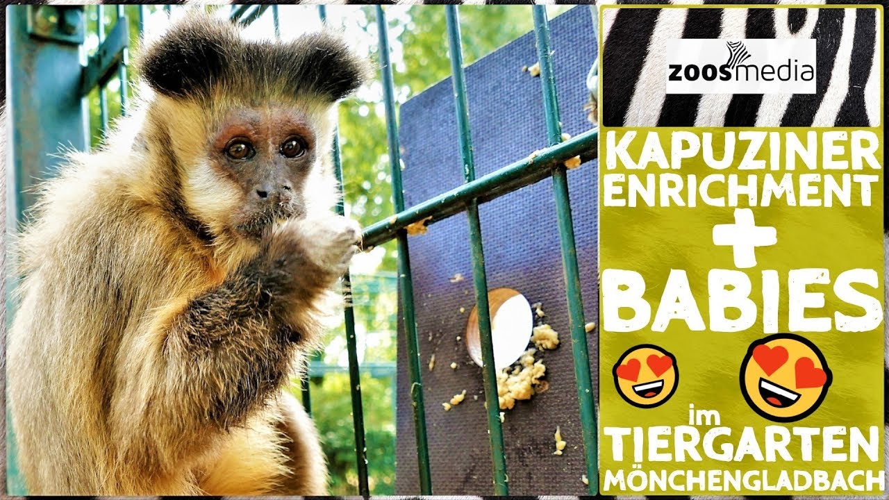 Süße Kapuzineräffchen 😍 spielen mit Enrichment im Tiergarten Mönchengladbach | zoos.media